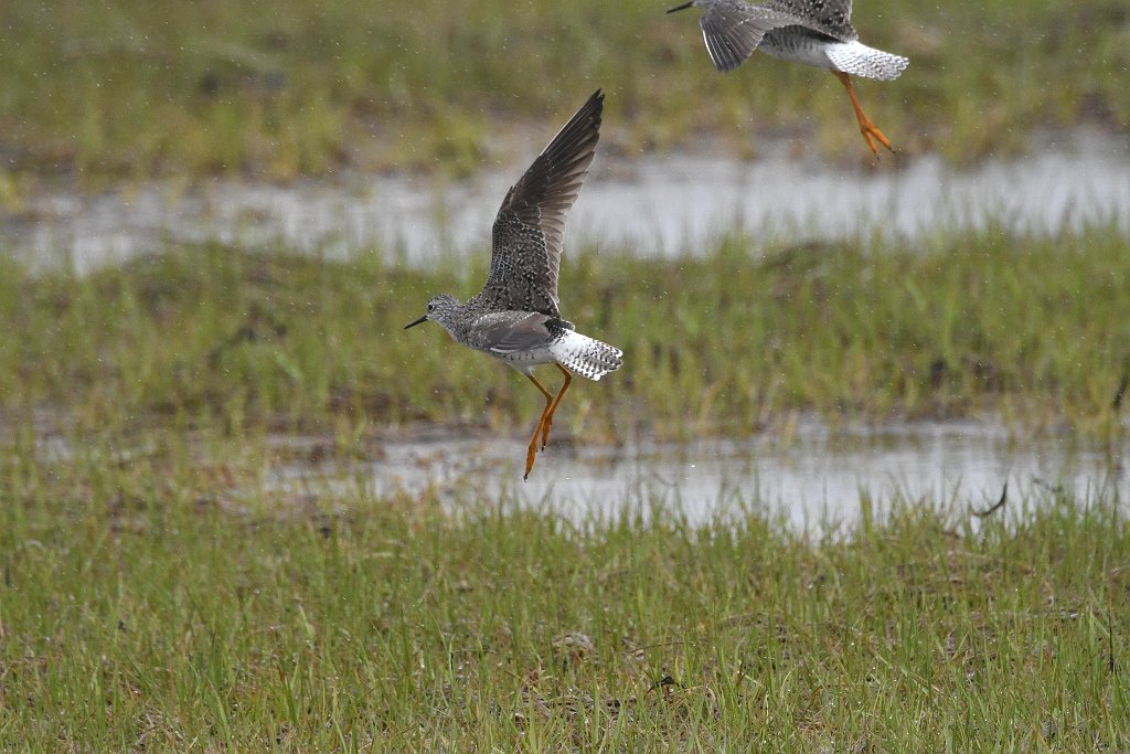 Sandpiper, Greater Yellowlegs, 2017-05064925 Parker River NWR, MA.JPG - Greater Yellowlegs. Parker River National Wildlife Refuge, MA, 5-6-2017